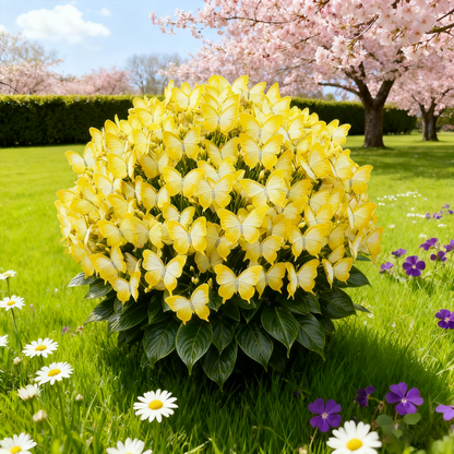 ✨Easy-to-Grow Seeds — Butterfly Blooms for a Living Garden-XA